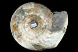 Iridescent Ammonite (Cadoceras) Fossil - Micailov, Russia #180802-2